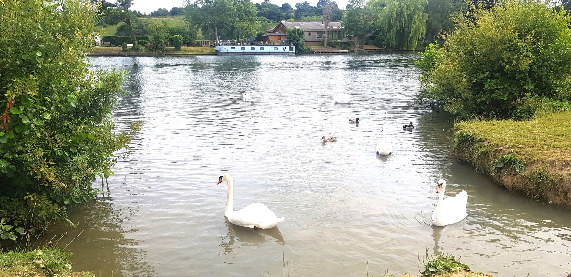 Swans on River Thames
